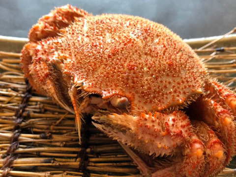 今シーズン初物　小サイズ　三陸産　浜茹で　毛蟹　約250g前後✖️2尾　堅毛蟹　　お試しセット