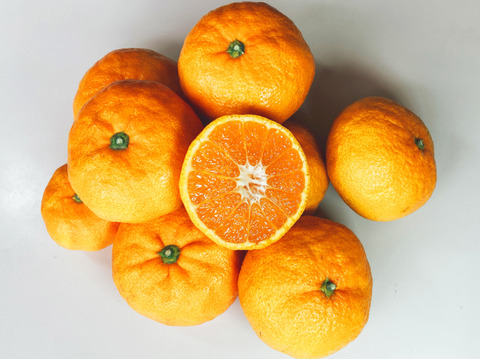 おっきくっても甘くて濃厚青島みかん５ｋｇ　訳あり品