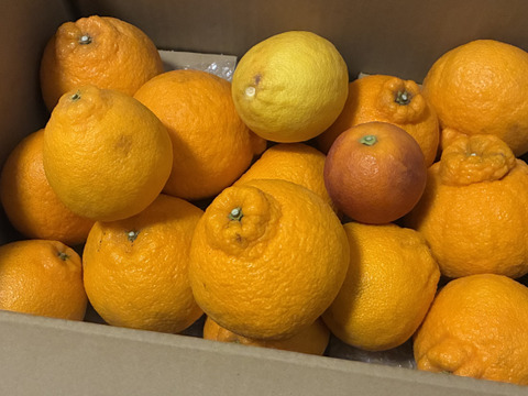 箱込約4㌔　不知火デコ　濃い果実　1,000箱売れる人気商品