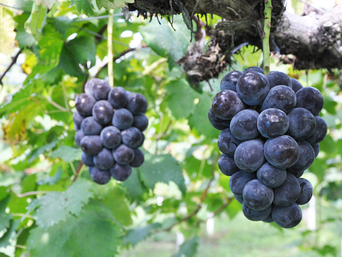 【なくなり次第終了】人気No.1！岡山産ピオーネ 1房｜完熟新鮮産地直送！甘くてジューシーな極上ぶどう！