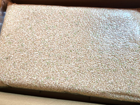 新米 コシヒカリ 玄米 真空パック５ｋｇ