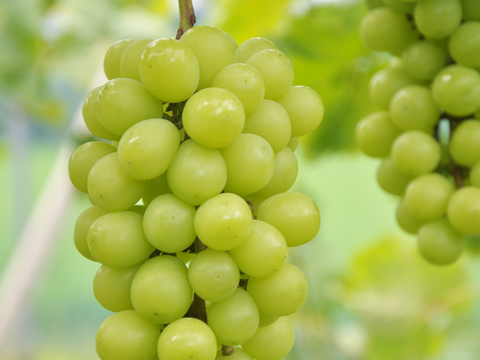 【まもなく終了！】岡山産 翠峰 1房｜超大粒！弾ける甘さに恋する夏を！