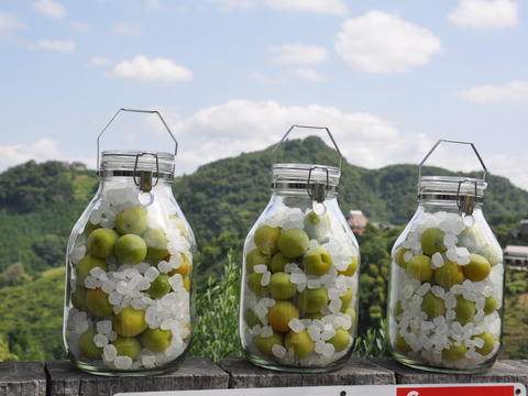 梅酒・シロップ作りに！【南高梅(青梅)約10kg】特別栽培・奈良県産