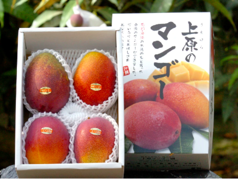 [化粧箱入り] 沖縄県産マンゴー　2kg (4~8玉)