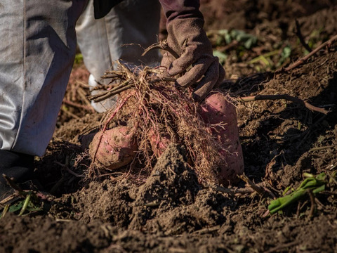 【冬ギフト】 ちょこっと訳あり　茨城県産紅はるか干し芋B品500g×2袋　ネコポス