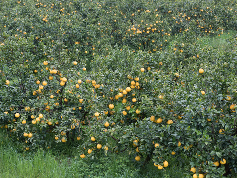 【加工用10kg】夏文旦！ジャムやお菓子作り用！