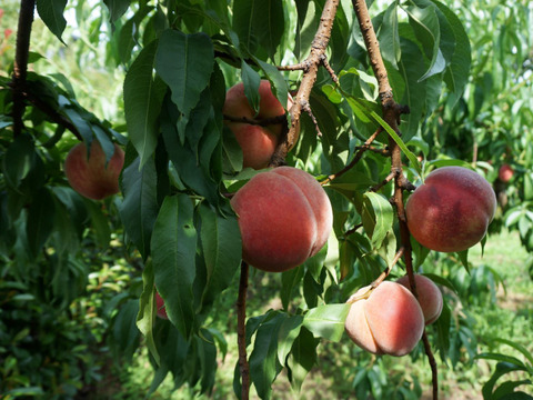 信州産（川中島平産）果汁たっぷり！川中島白鳳　６入れ