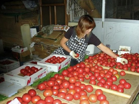 期間限定　訳あり夏の高原完熟トマト
4〜5キロ　20〜30個　B品　美味しさそのまま