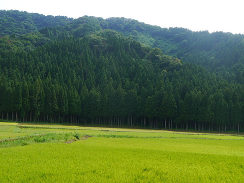 【日本一大粒・特別栽培・玄米】令和7年産 福井県産いのちの壱(コシヒカリの大粒米) 内田農園・ピロール米 ５㎏