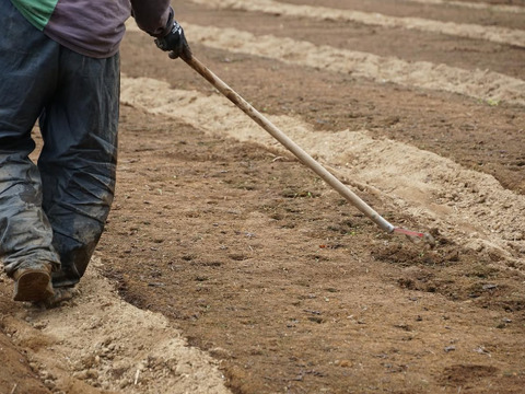 にんじんと玄米のスープ（6個）