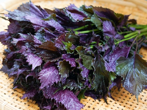【栽培期間中　農薬不使用】目もカラダもいたわる薬味！赤紫蘇（80サイズの箱にはいるだけ！）