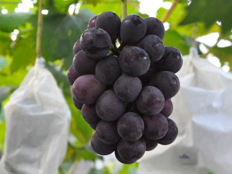 【なくなり次第終了】人気No.1！岡山産ピオーネ 1房｜完熟新鮮産地直送！甘くてジューシーな極上ぶどう！