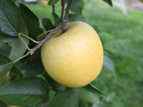 信州りんご🍎パック入り