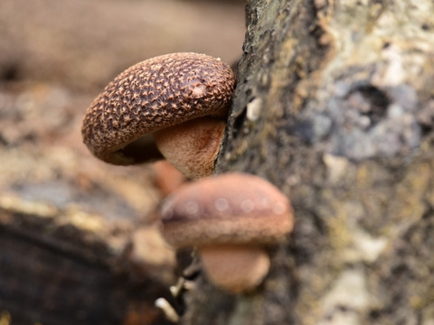 原木椎茸 生 肉厚 1kg【春子のご予約】3月10日頃から発送「のとてまり、茸王」と同系 ひるぜん原木しいたけ 生産者直送 岡山県 蒜山（ひるぜん）高原/鳥取産 クール便発送