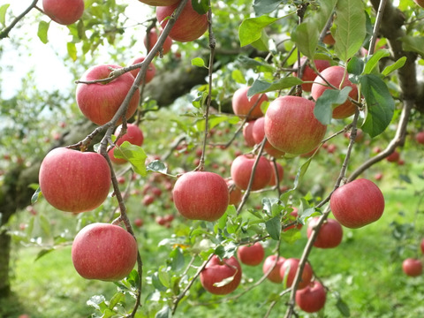 信州りんご２箱パック🍎