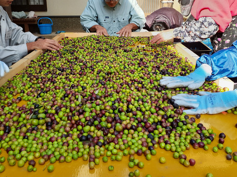 天空のエキストラバージンオリーブオイル(大分県国東市産）　１０５ｇ×2本