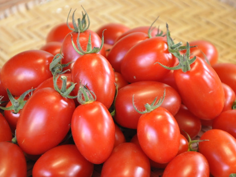 【完熟ミニトマト100％】まるで飲むフルーツ。10年以上、学校給食に選ばれ続ける信頼の自社加工（無添加・無着色・無塩）  200ml×24本