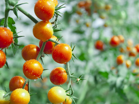 野菜セット【太陽の光を浴びました！】