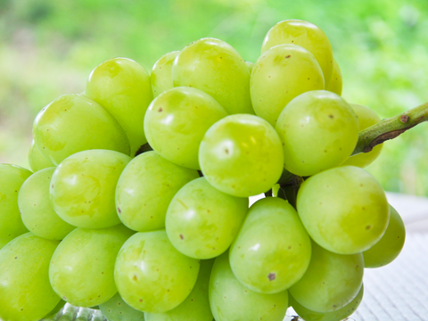 【まもなく終了！】岡山産 翠峰 1房｜超大粒！弾ける甘さに恋する夏を！