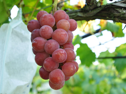 【なくなり次第終了】岡山産ゴルビー 2房｜甘さ爆発！ジューシーすぎる赤紫の誘惑