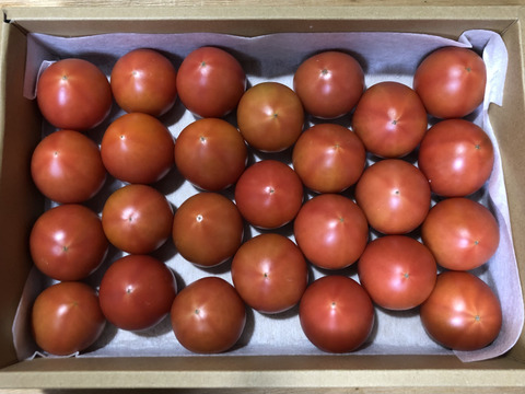 フルーツトマト贈答用 1Kg (23〜28玉)