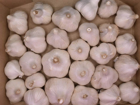 芳醇な一粒で料理が変わる！福地ホワイトにんにく！宅急便コンパクト一箱分！　玉の状態なのでプレゼントや敬老の日ギフトにも！ 明後日からチューブニンニク卒業