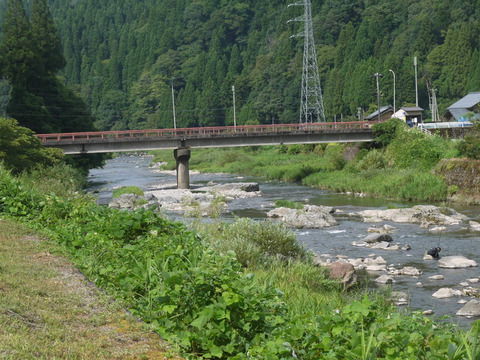 【日本一大粒米・特別栽培・白米】令和６年産 福井県産いのちの壱(コシヒカリの大粒米) 内田農園・ピロール米 ５㎏