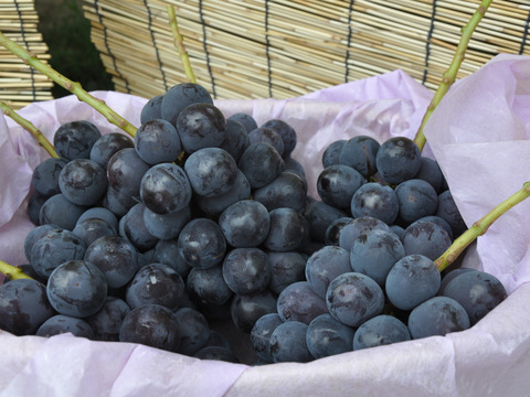 【なくなり次第終了】岡山産ブラックビート 1房｜まさに黒の宝石★ギフト映えNo.1の極上果実