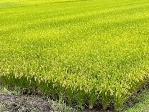 令和5年産　山形県産　つや姫　5kg  お米　5kg