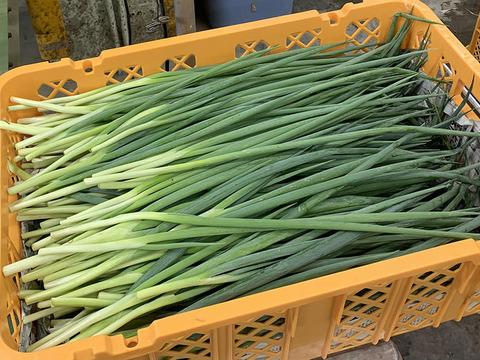 九条ねぎ系 青ねぎ 万能ねぎ 業務用 根カット 大量 5kg 葉ネギ 農家直送 安価 新鮮 国産 岡山 雪国 蒜山高原産 ラーメン うどん お好み焼き に最適 クール便配送