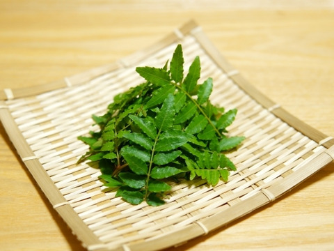 今年もこの季節がやってきました！春の山椒木の芽🌱｜食べチョク