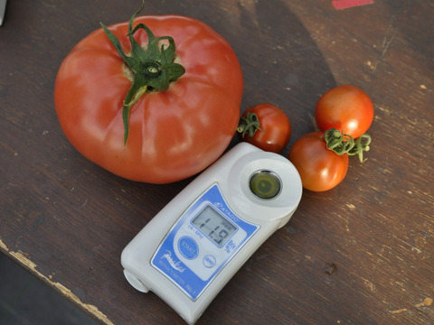 高糖度こだわりトマト詰め合わせ（少量お試し1.2-1.5kg）