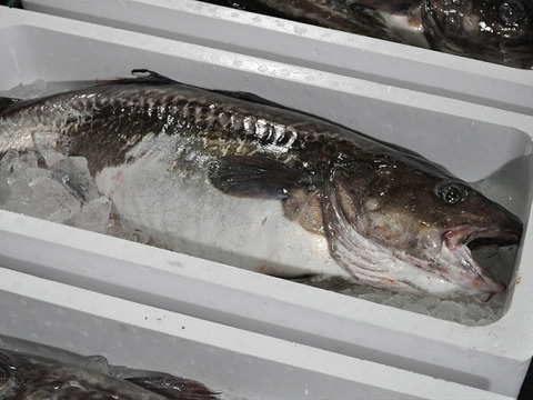 真鱈‼️タラ(メス)⭐️ 鍋の王様‼️ この時期だけの提供出来る魚です‼️ 1匹約3.5〜6kg  他の魚が余ればサービスで同梱致します⭐️