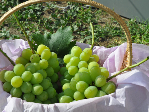 【まもなく終了！】岡山産 翠峰 1房｜超大粒！弾ける甘さに恋する夏を！