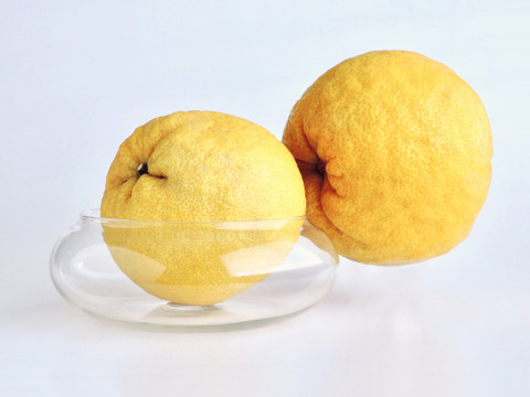 めっちゃジューシー　サラダにもいいよ～　イエローポメロ　１．８kg弱入り