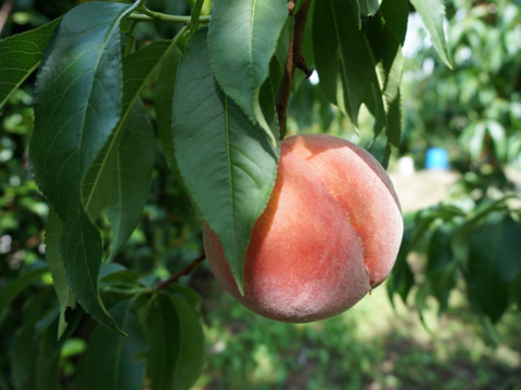 信州産（川中島平産）果汁たっぷり！川中島白鳳　６入れ