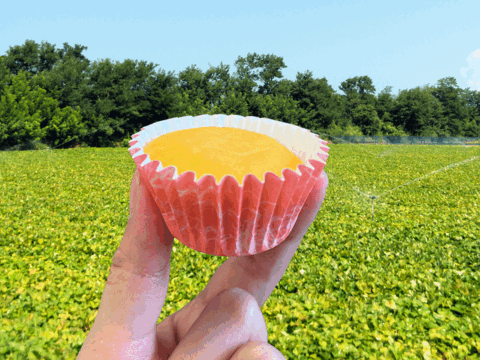 【50%OFF！】40個入で超お得！しっとりなめらかスイートポテト