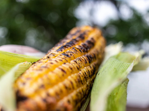 【香美町が生んだ、黄金の宝】とうもろこし20本（品種:ゴールドラッシュ）