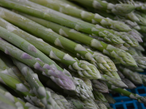 みずみずしく濃厚！大山を望む大地で育てた朝取り新鮮アスパラガス　500g