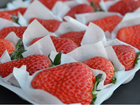 【冬ギフト】【熨斗対応】開けてビックリ！【完熟あまおう】大粒いちごギフト【９～１５粒】3箱