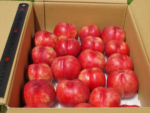 【お中元】【夏ギフト】信州産サマークリスタル　4kg（18～25玉）