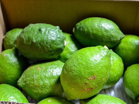 ［3kg］グリーンレモン◇フレッシュですっきりとした酸味×爽やかな香りをご堪能ください！（大小混合）
