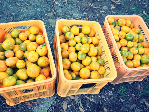 【セール10%OFF】農薬不使用・果汁たっぷりで味が濃い屋久島ポンカン（ご家庭用・約10kg）