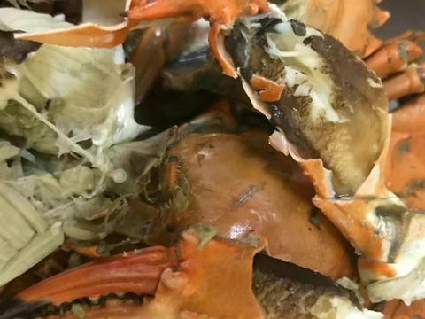 生出荷！食用イシガニ 石蟹１2kg 活状態での梱包 松島牡蠣屋 漁師の店長自ら漁獲です！目安：12ｋｇで120杯程度