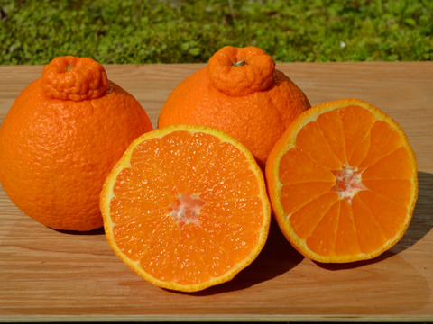 ✨不知火【新鮮·個装追熟 !!】【5kg·28玉前後】《ご家庭用に最適》