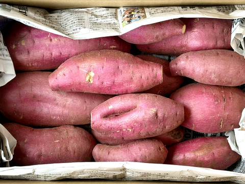 訳ありでもホクホクむっちり！「栗かぐや」色々なサイズ入り ５キロ箱