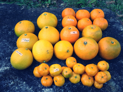 【柑橘好きの方へ】農薬不使用・屋久島産　柑橘５種食べくらべセット（ご家庭用・約5kg）