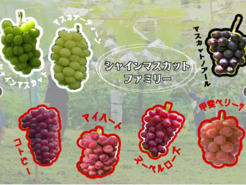 【幻の牧丘天空ヌーベルローズ】日本でほとんど出回らない激レア品種🍇赤いシャインの異名を持つワインのような芳醇な味わいで大人気『2024年9月中旬発送』約2kg4～8房