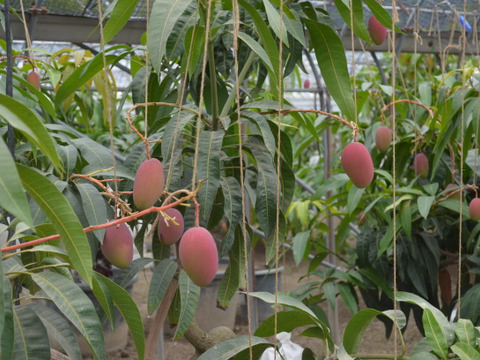 【限定】超稀少　でっかい1.2㎏前後の玉文マンゴー1玉