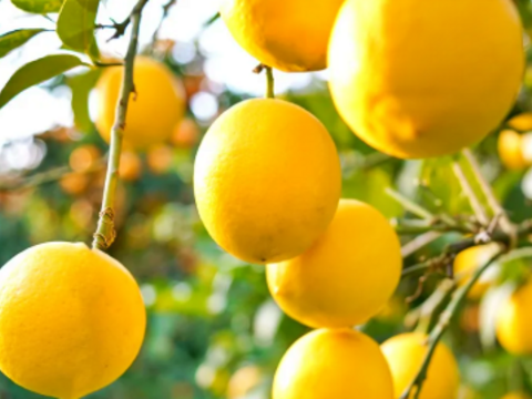 食べ比べ【数量限定☆希少の高級柑橘🎁】不知火１㎏&マイヤーレモン１㎏🍊🍋